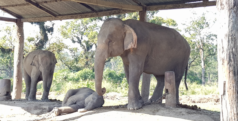 Elephant Breeding Center im Chitwan Nationalpark, Nepal.