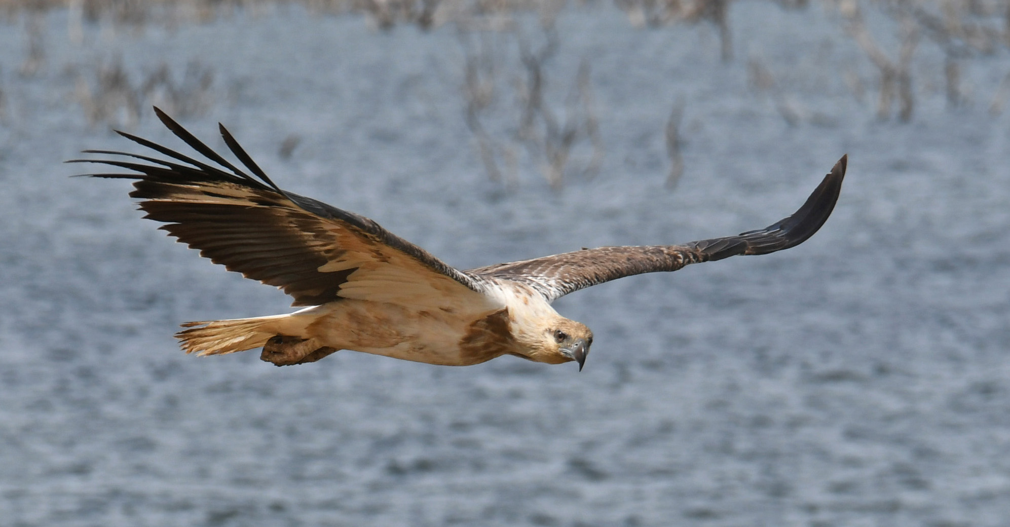 Weissbauchseeadler