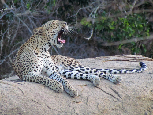 Leopard 1