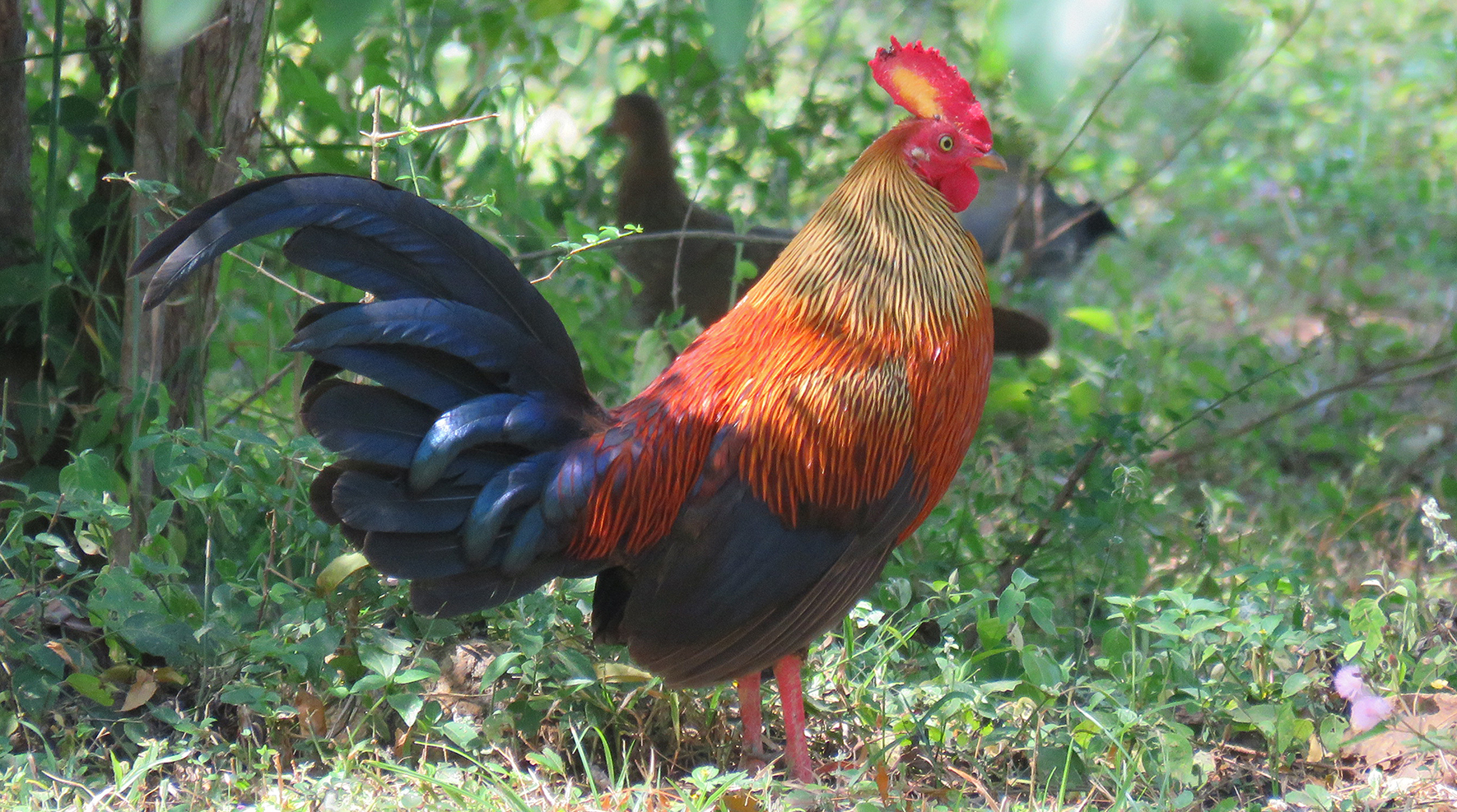 Ceylonhuhn 1