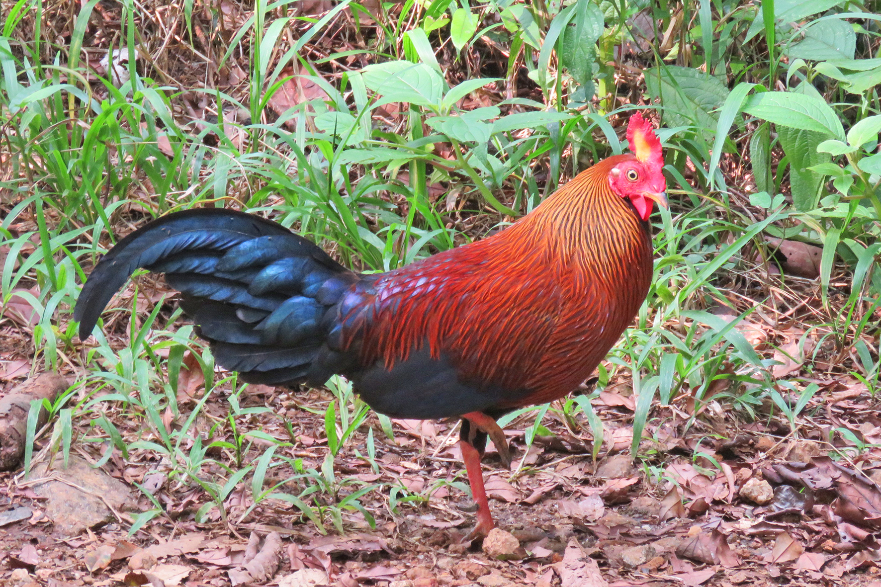 Ceylonhuhn 2