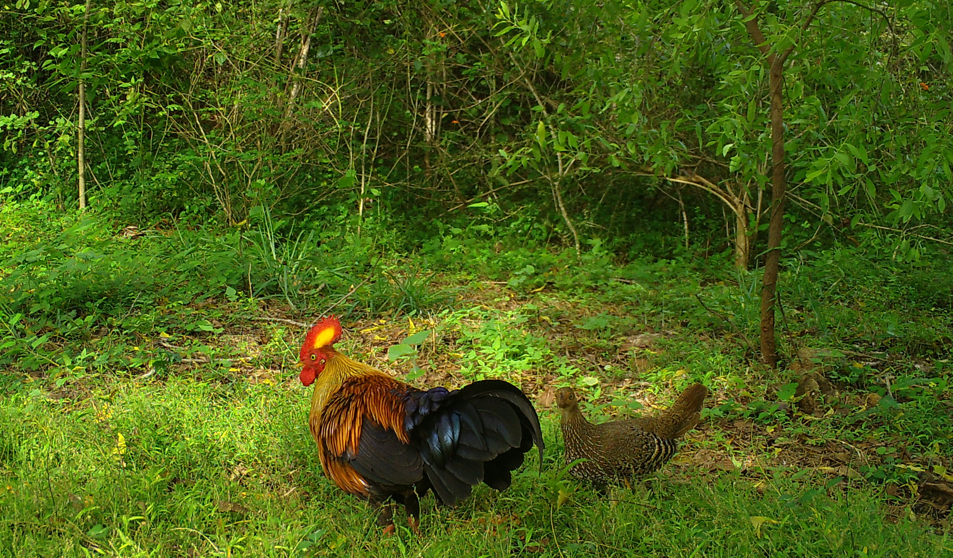 Ceylonhuhn 4